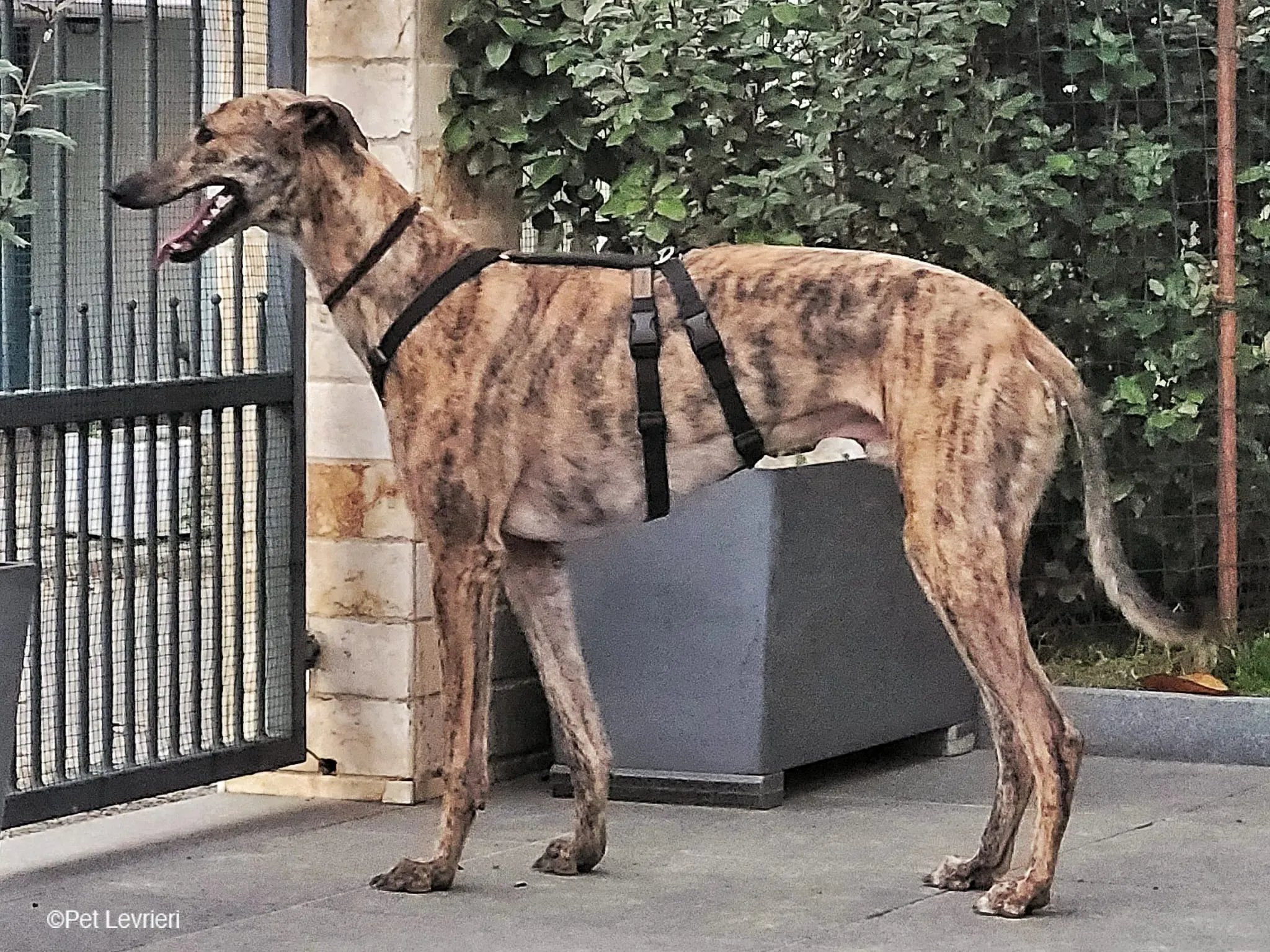 RODEO GREYHOUND TIGRATO MASCHIO foster home 09