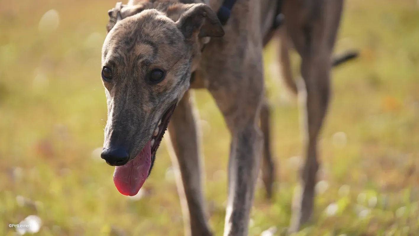 RODEO GREYHOUND TIGRATO MASCHIO foster home 10