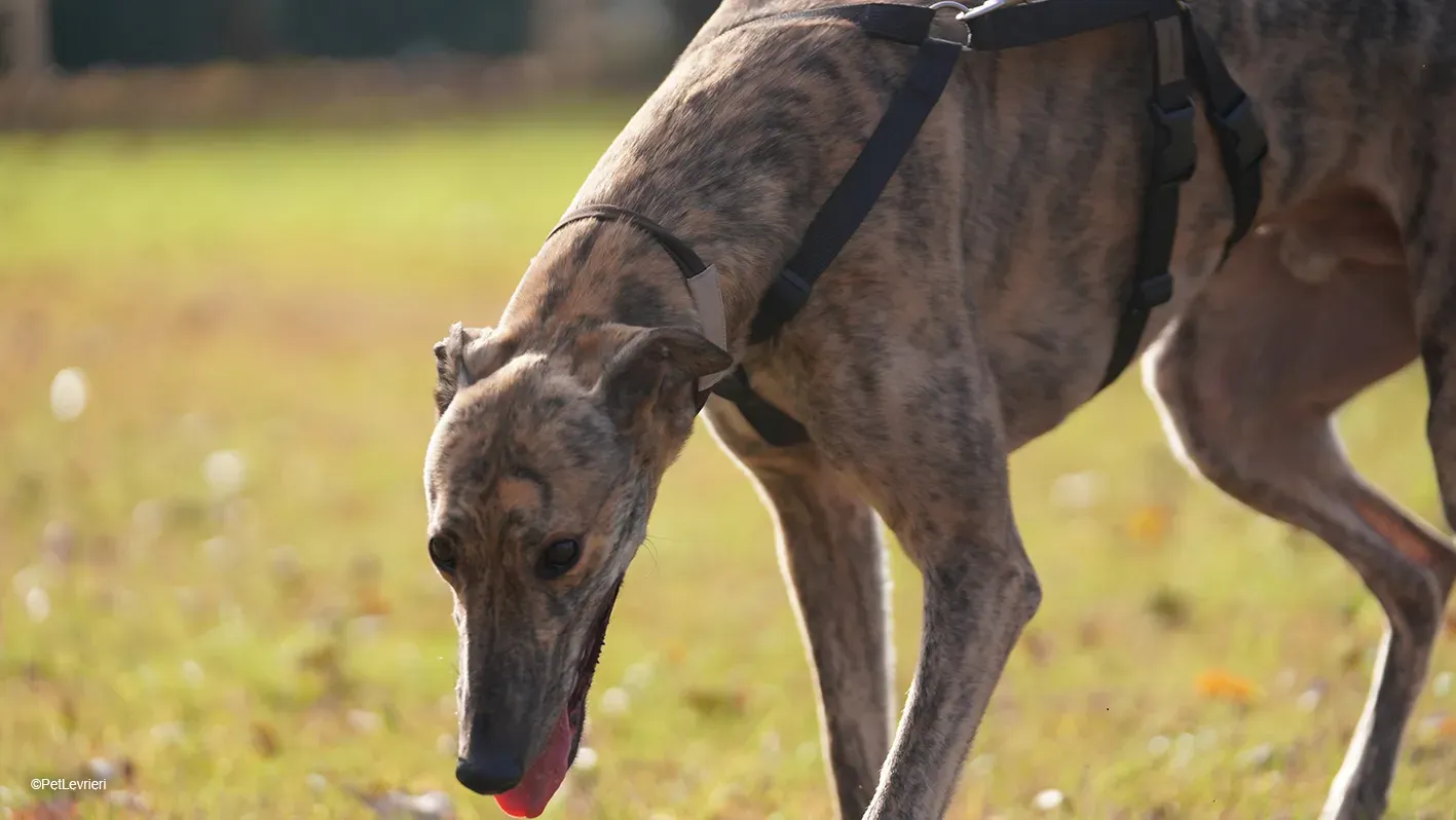 RODEO GREYHOUND TIGRATO MASCHIO foster home 11