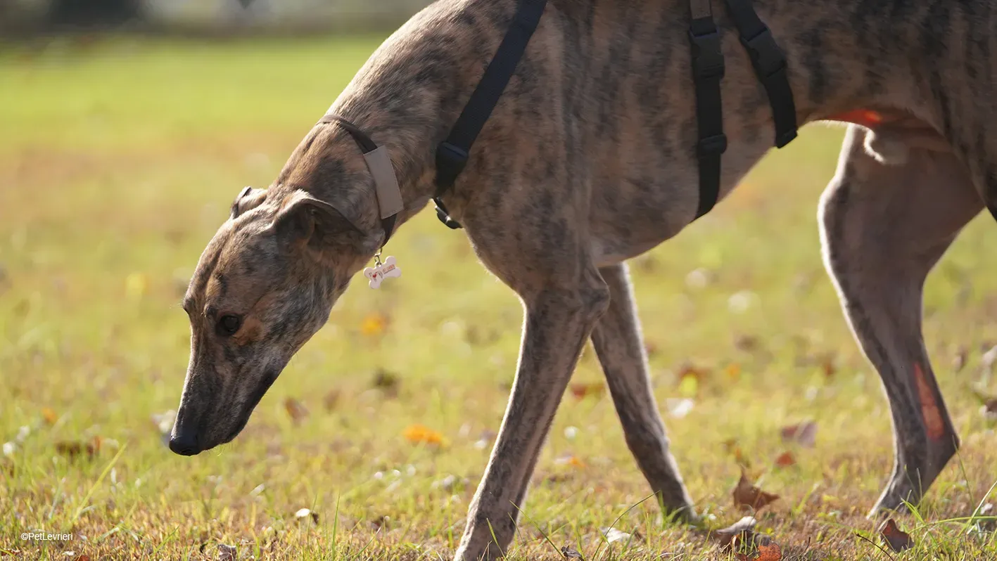 RODEO GREYHOUND TIGRATO MASCHIO foster home 12