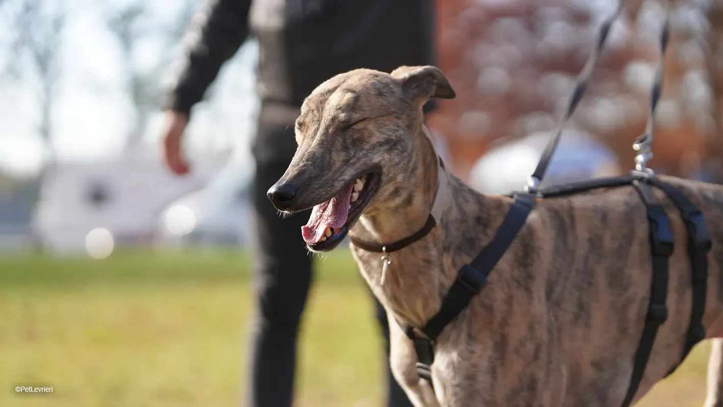 RODEO GREYHOUND TIGRATO MASCHIO foster home 13