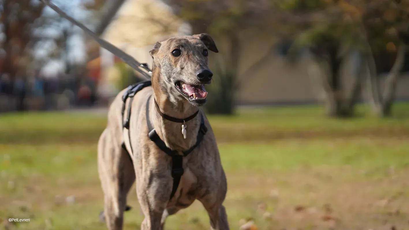 RODEO GREYHOUND TIGRATO MASCHIO foster home 14