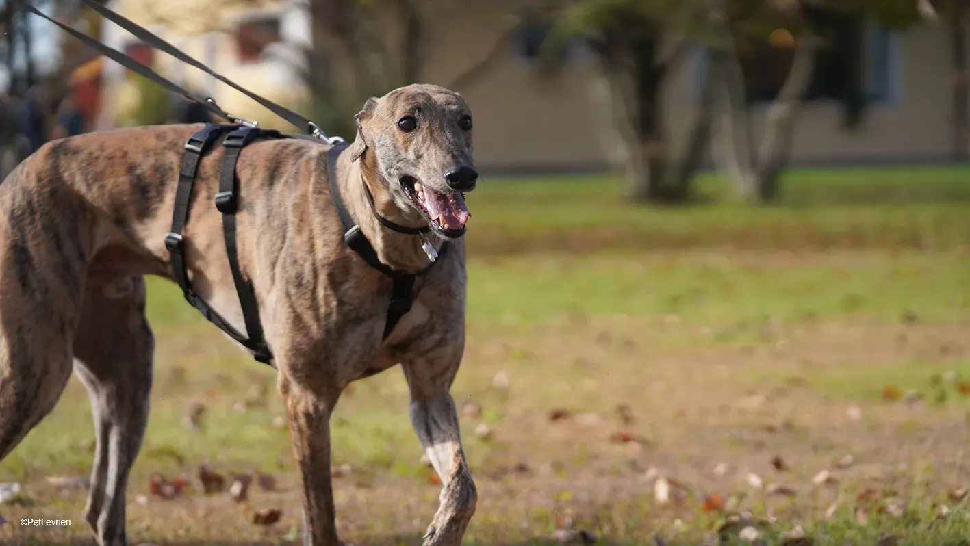 RODEO GREYHOUND TIGRATO MASCHIO foster home 15