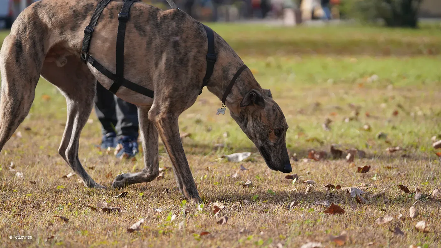 RODEO GREYHOUND TIGRATO MASCHIO foster home 16