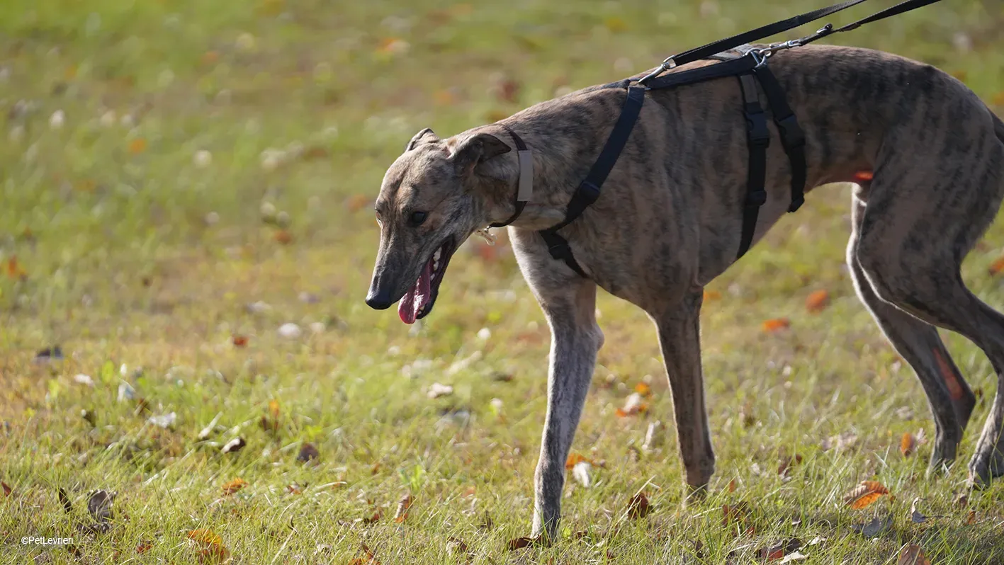 RODEO GREYHOUND TIGRATO MASCHIO foster home 17