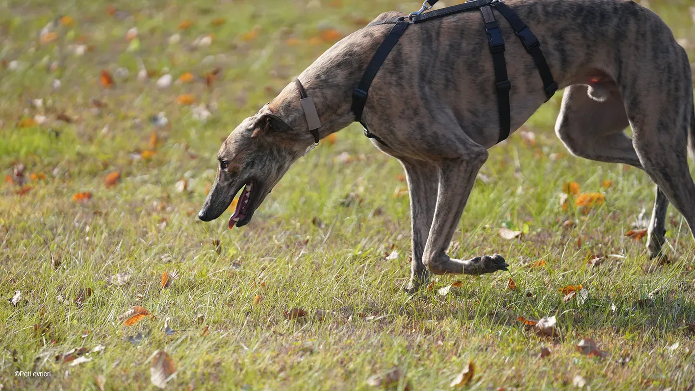 RODEO GREYHOUND TIGRATO MASCHIO foster home 18
