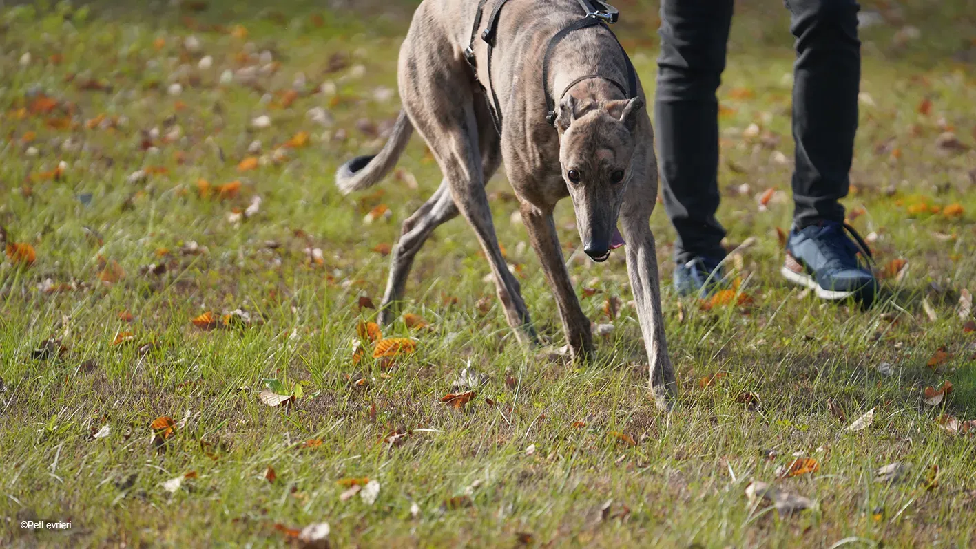 RODEO GREYHOUND TIGRATO MASCHIO foster home 19