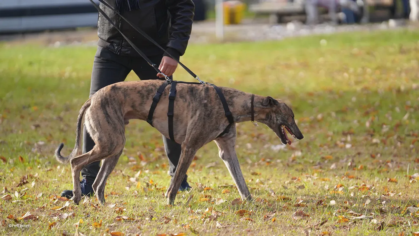 RODEO GREYHOUND TIGRATO MASCHIO foster home 20