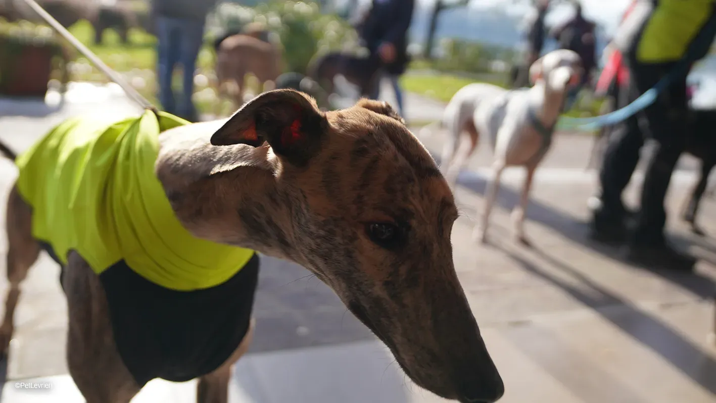 RODEO GREYHOUND TIGRATO MASCHIO foster home 21