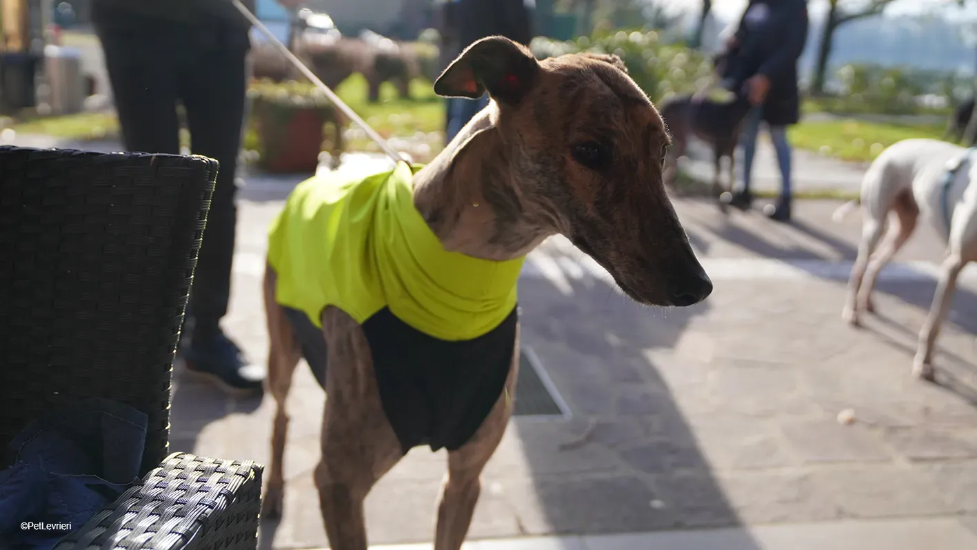 RODEO GREYHOUND TIGRATO MASCHIO foster home 22