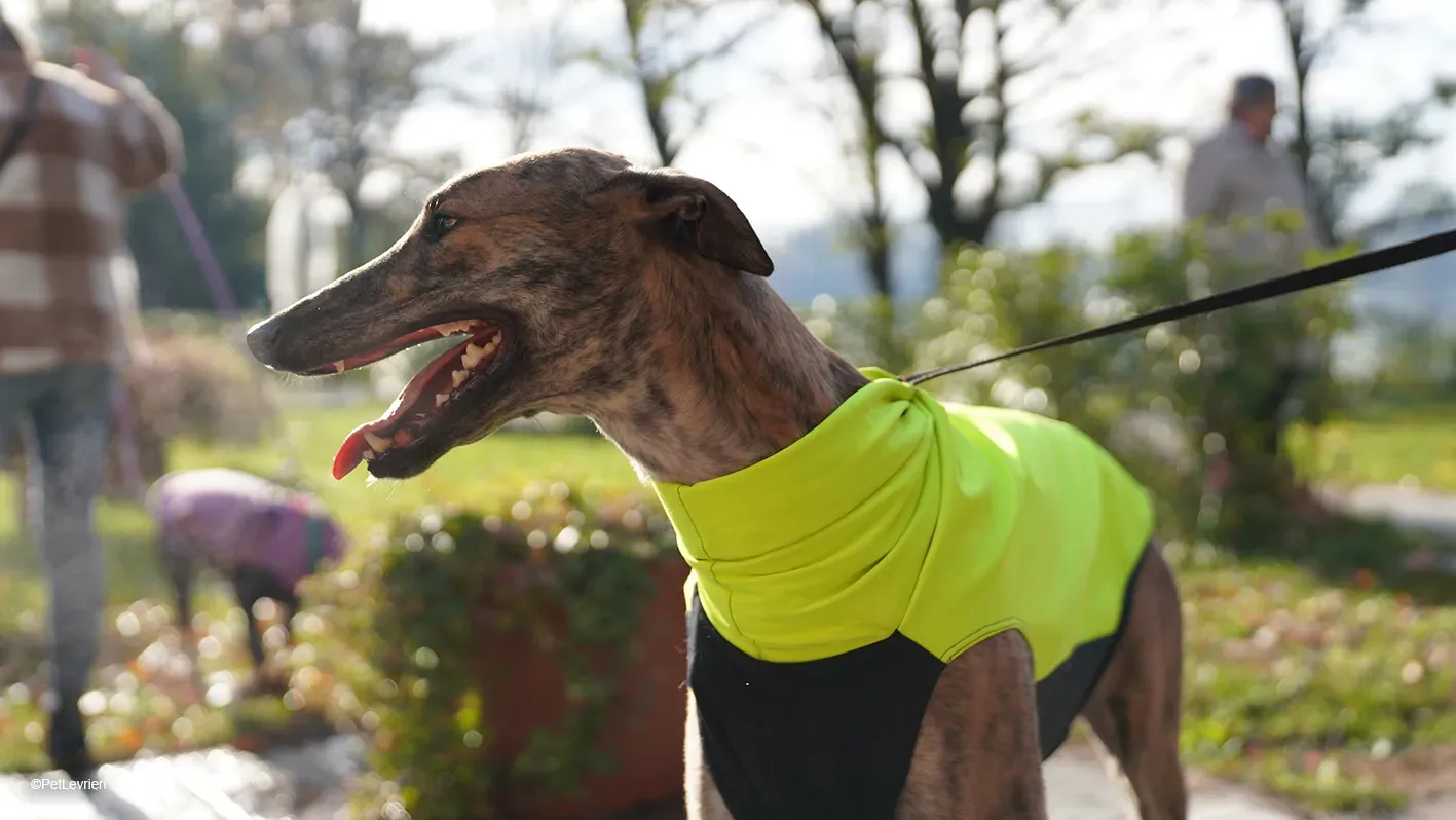 RODEO GREYHOUND TIGRATO MASCHIO foster home 23