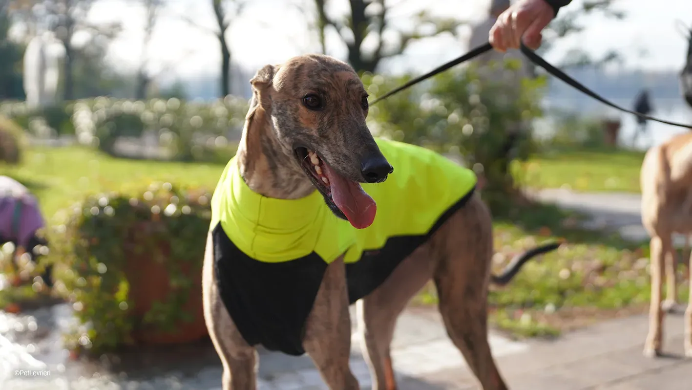 RODEO GREYHOUND TIGRATO MASCHIO foster home 24