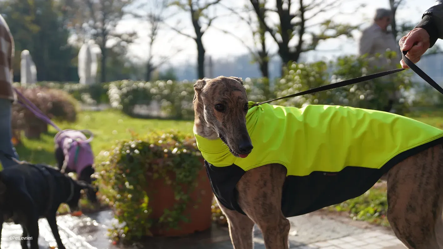 RODEO GREYHOUND TIGRATO MASCHIO foster home 25