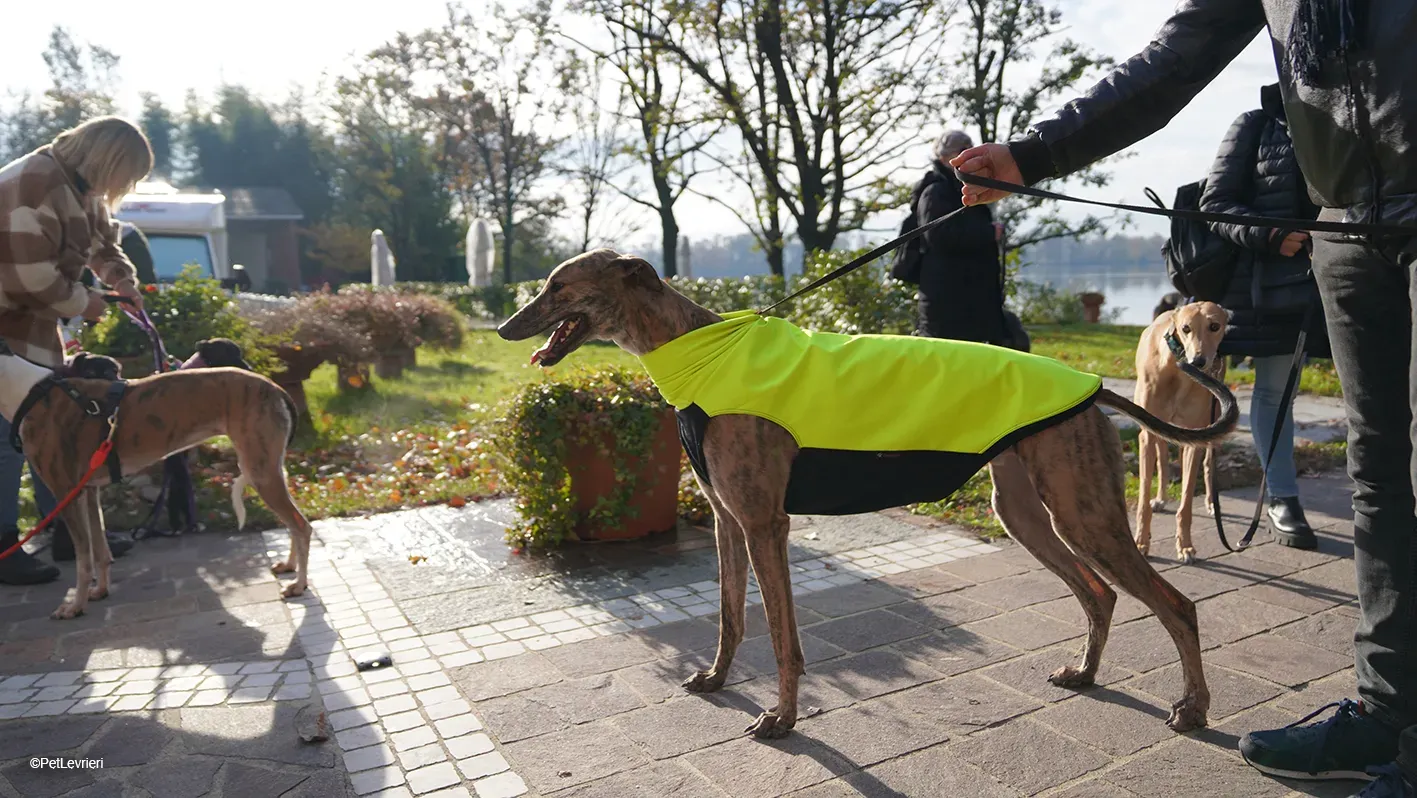 RODEO GREYHOUND TIGRATO MASCHIO foster home 26