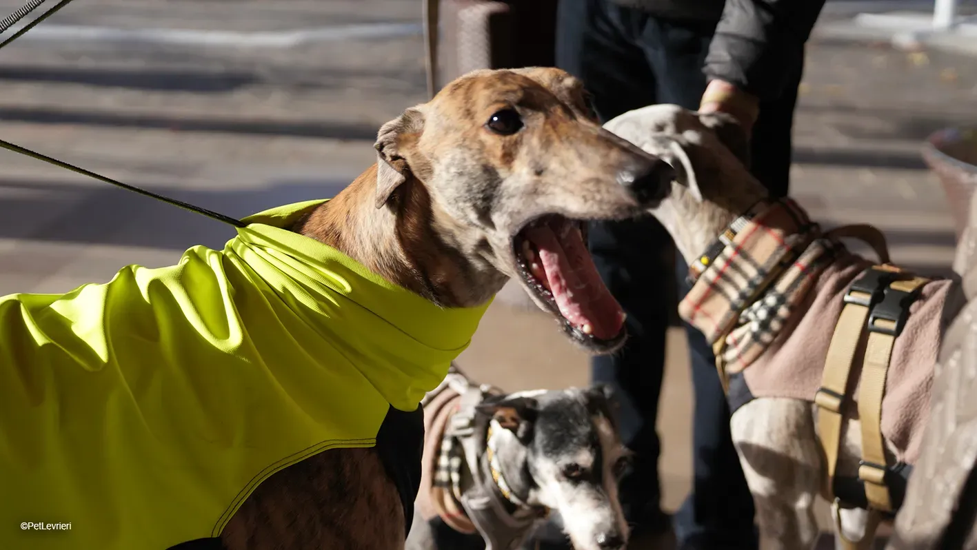 RODEO GREYHOUND TIGRATO MASCHIO foster home 27