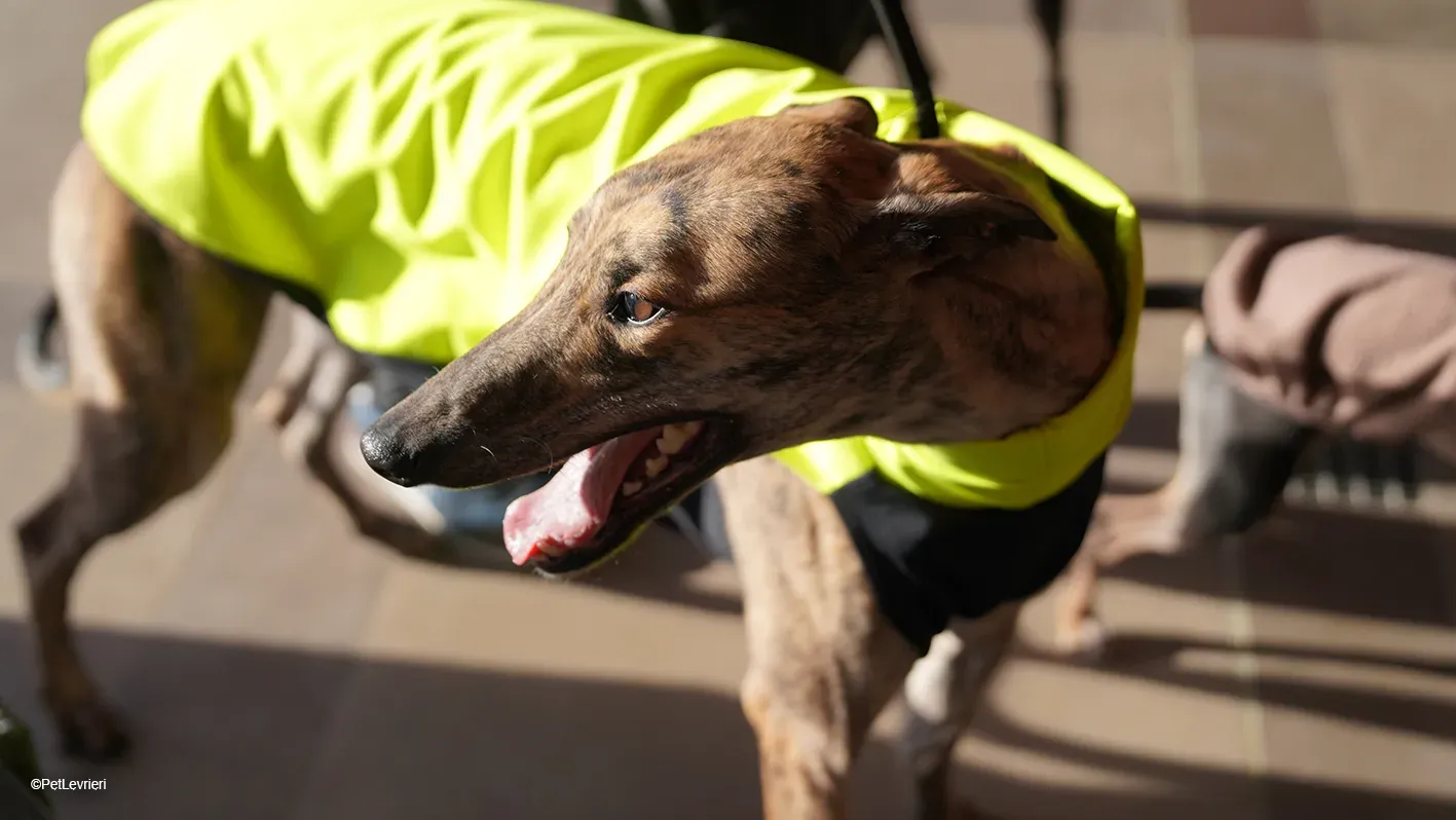 RODEO GREYHOUND TIGRATO MASCHIO foster home 28