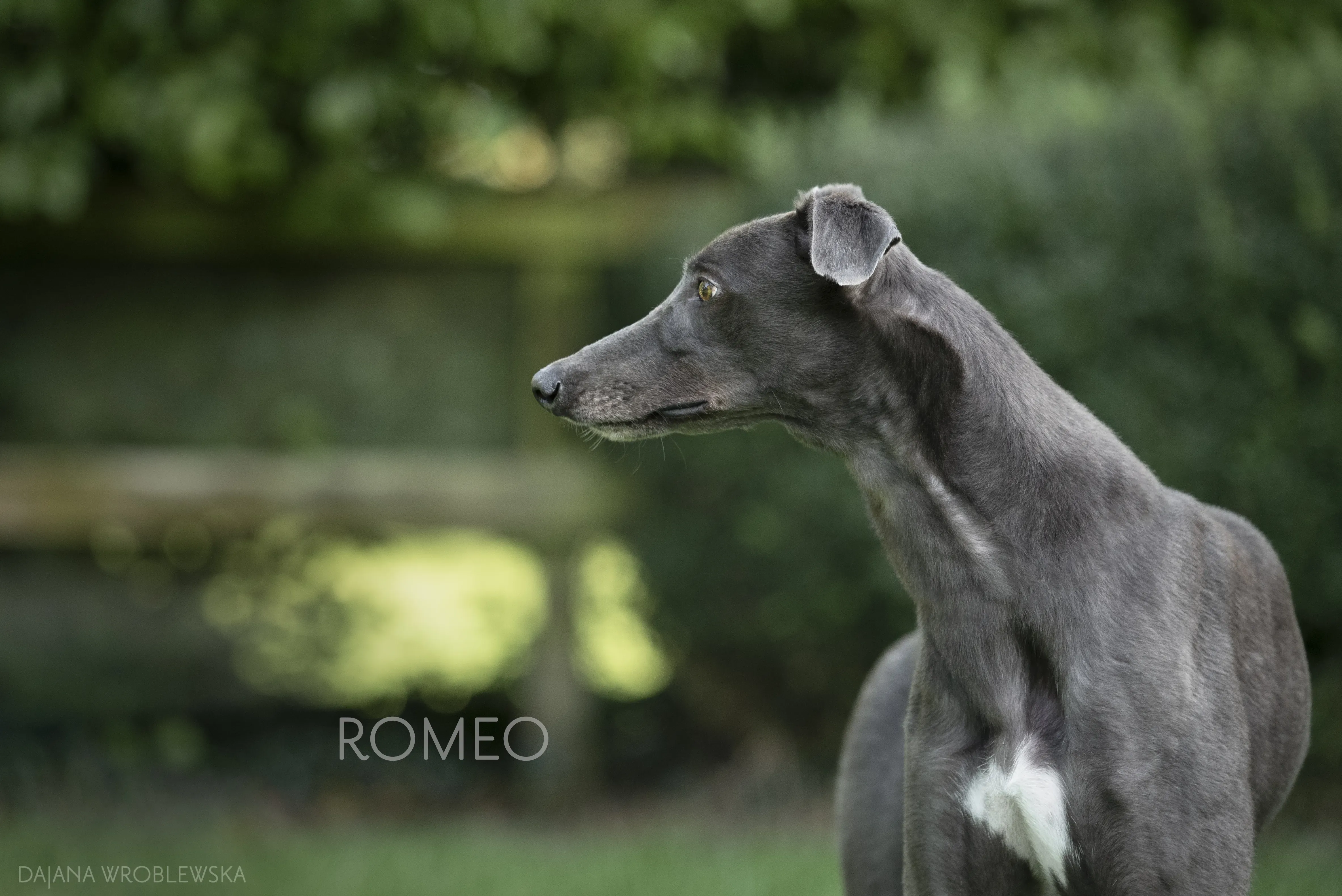 ROMEO pet levrieri greyhound2