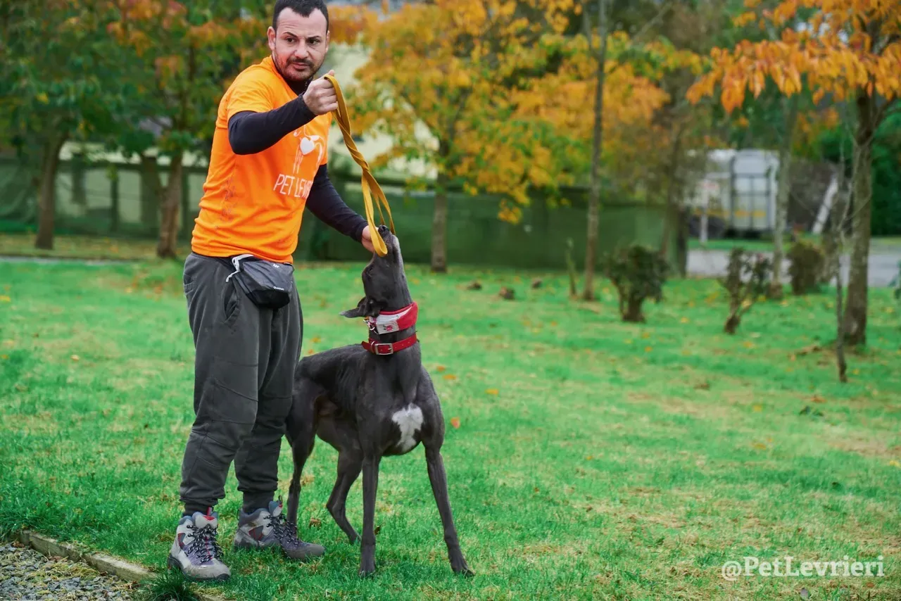 ROMEO pet levrieri greyhound3