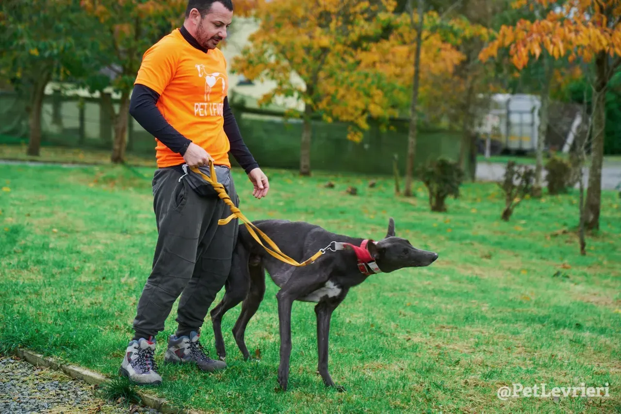 ROMEO pet levrieri greyhound4