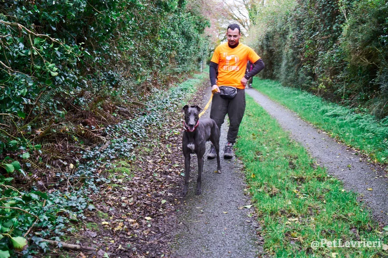 ROMEO pet levrieri greyhound5