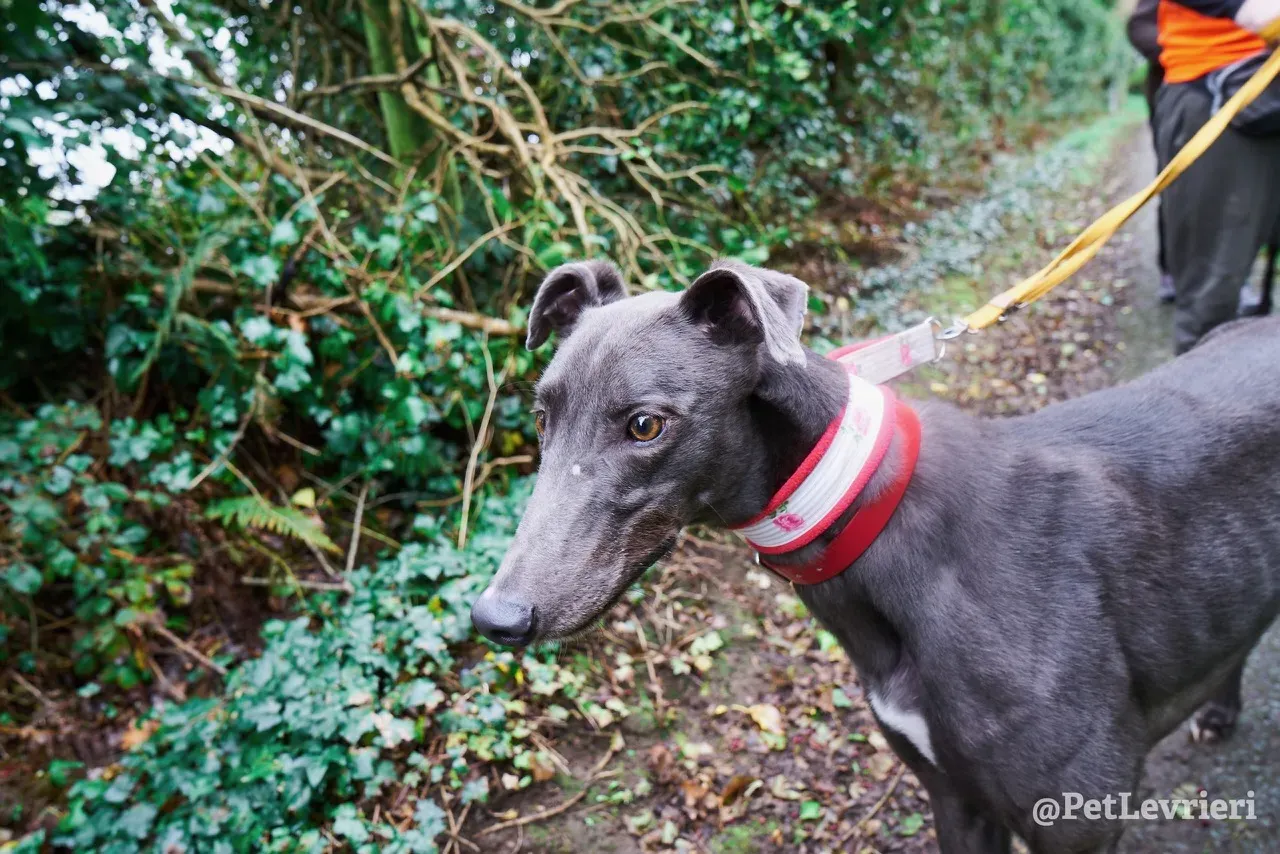 ROMEO pet levrieri greyhound6