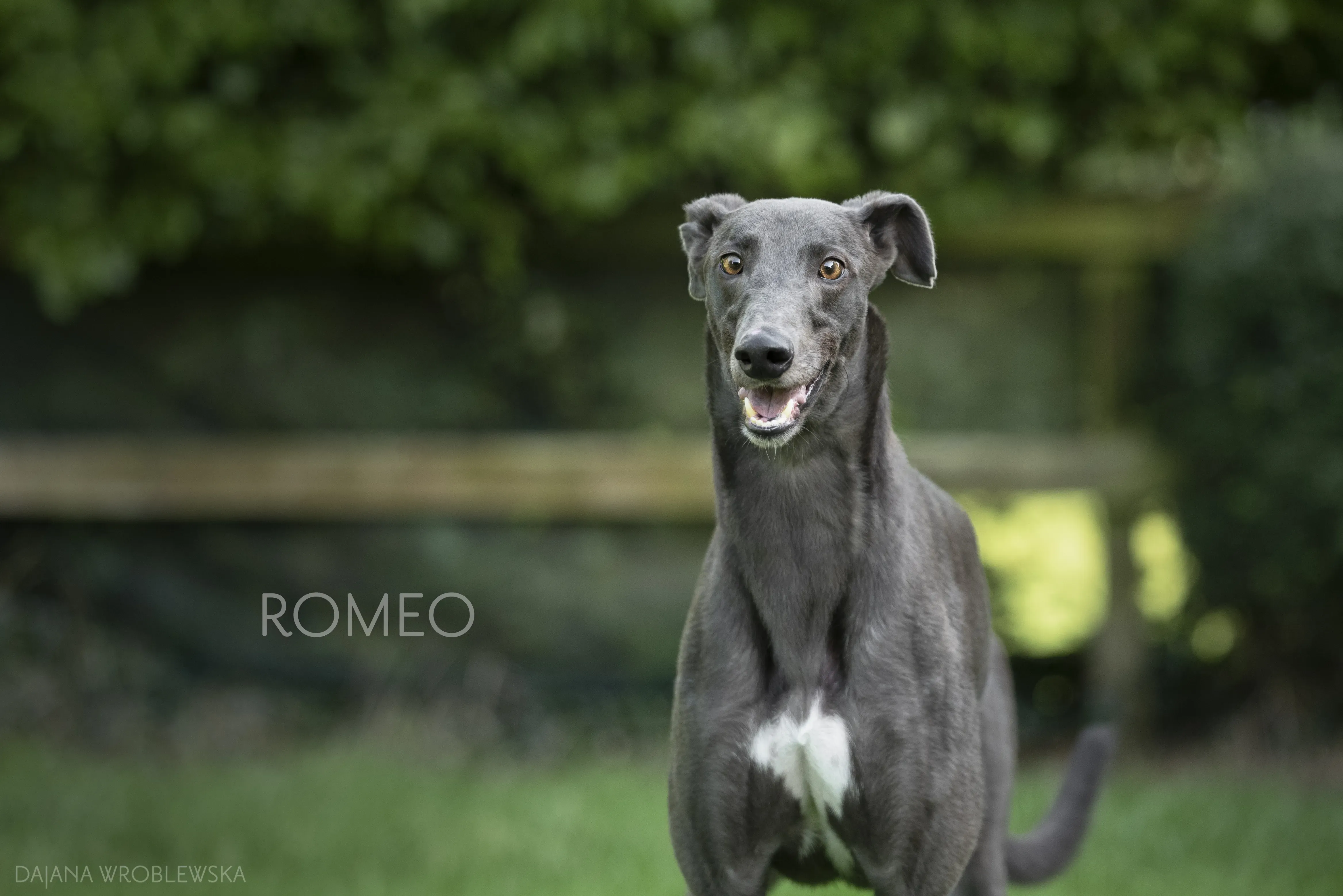 ROmeo pet levrieri greyhound1