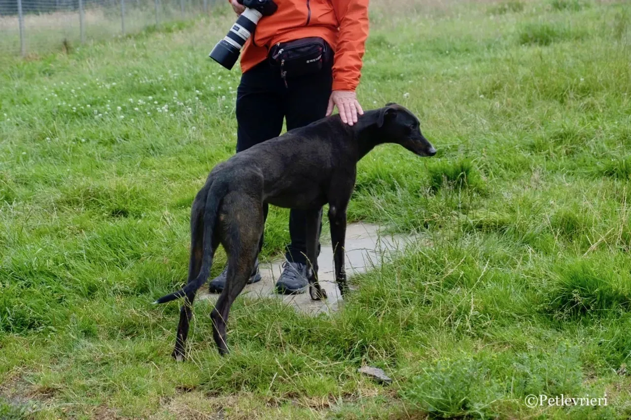 RUBBLE greyhound petlevrieri36