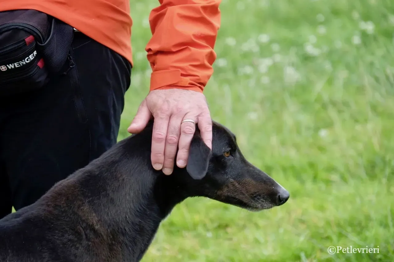 RUBBLE greyhound petlevrieri37