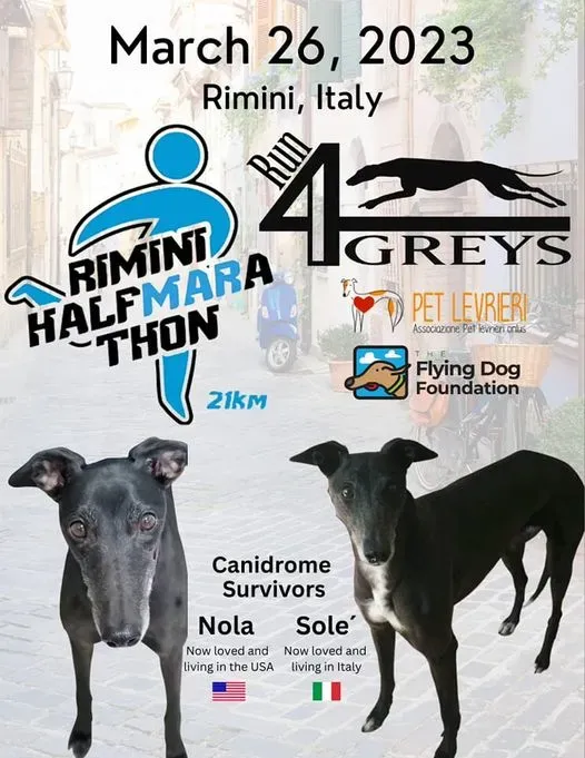 RUNNING FOR GREYHOUNDS MARATONA PER I LEVRIERI SFRUTTATI NELLE CORSE RIMINI