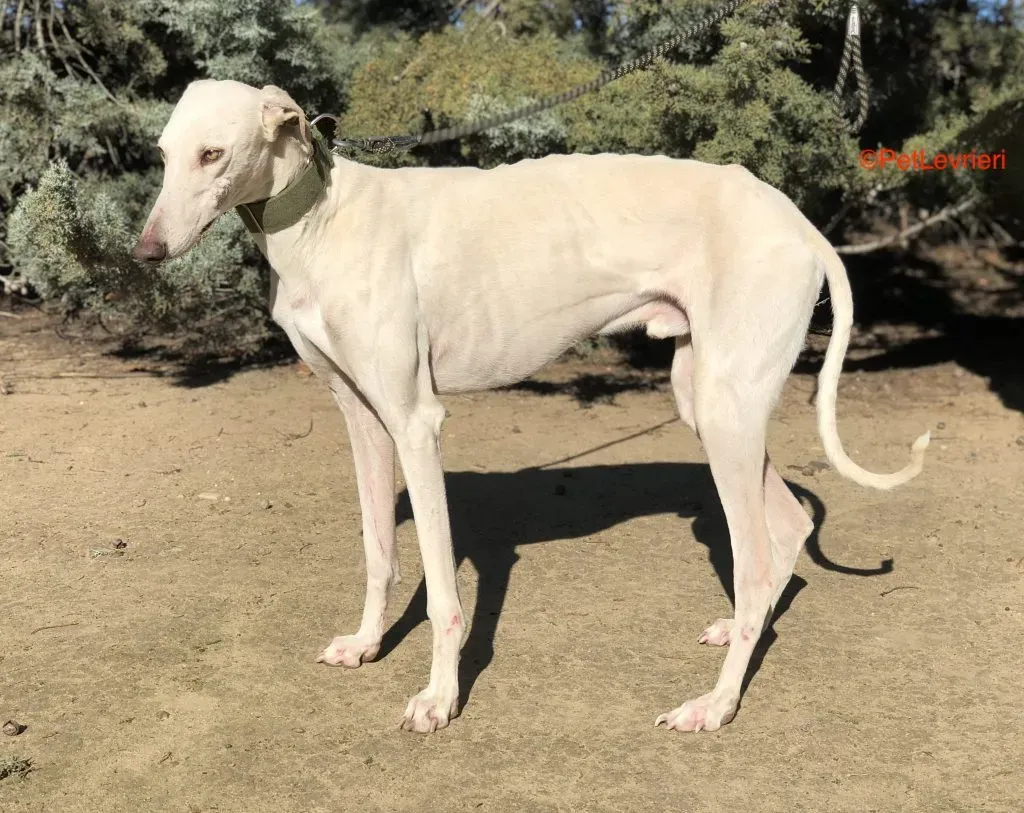 Ra adozione levrieri galgo 2
