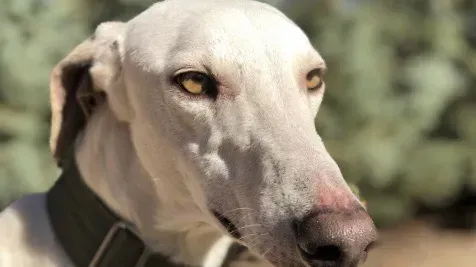 Ra adozione levrieri galgo 3