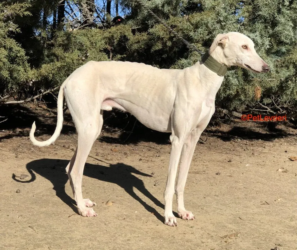 Ra. adozione levrieri galgo 1