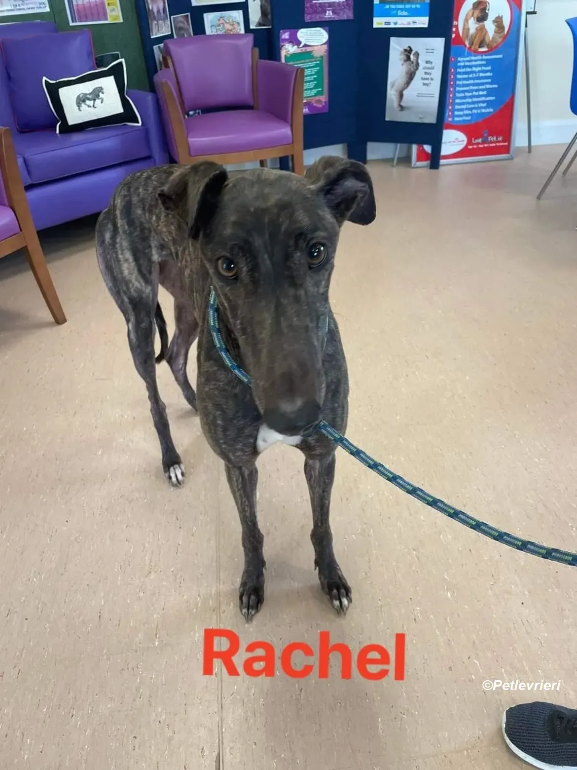 Rachel adozione levrieri greyhound 1