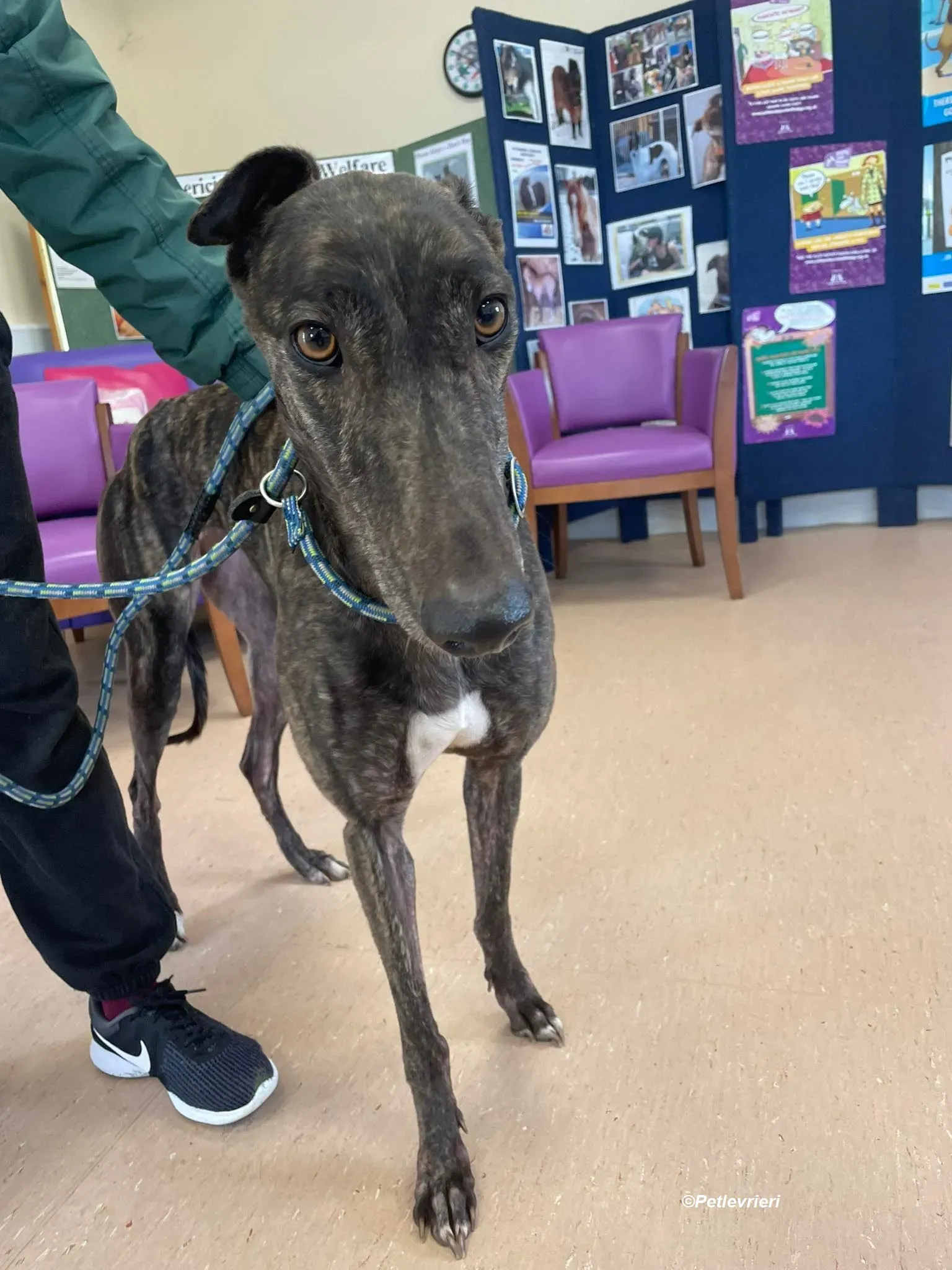 Rachel adozione levrieri greyhound 10