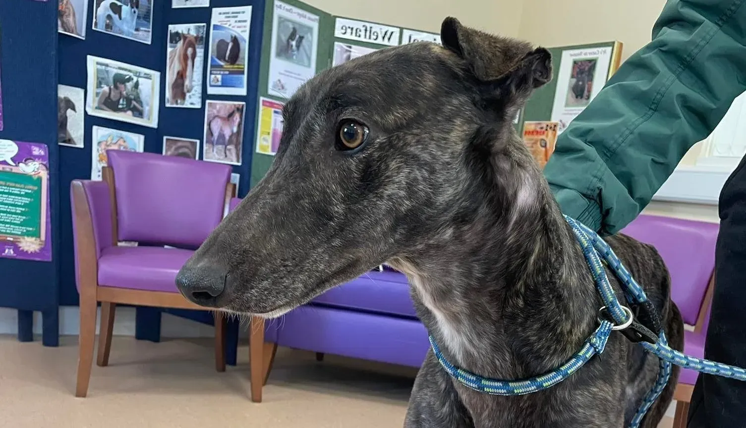 Rachel adozione levrieri greyhound 11 e1646860614942