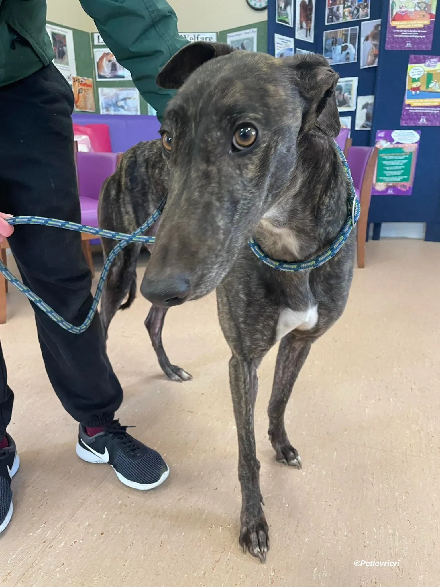 Rachel adozione levrieri greyhound 12