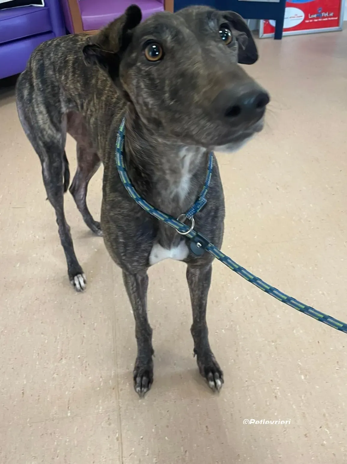 Rachel adozione levrieri greyhound 13