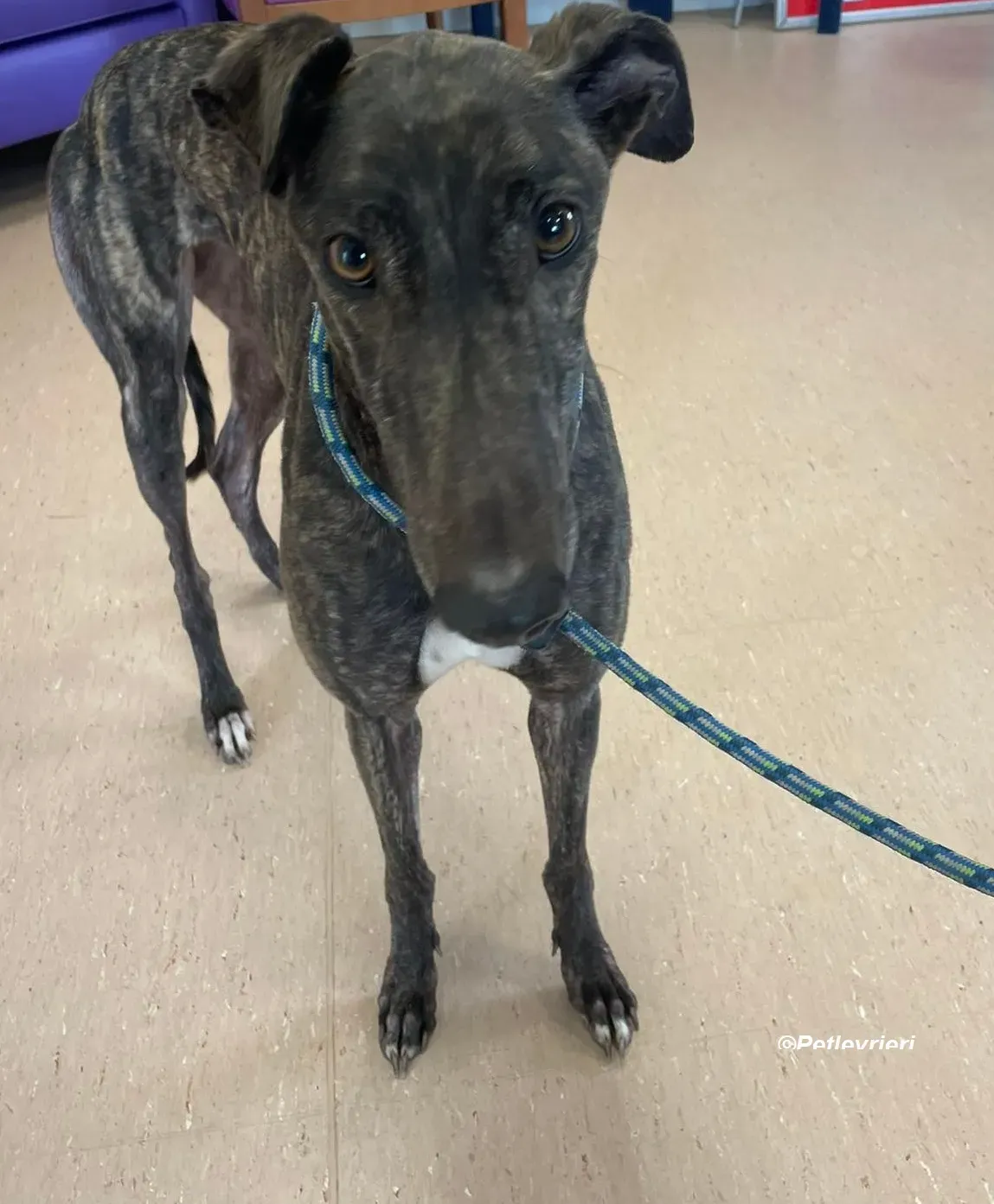 Rachel adozione levrieri greyhound 2