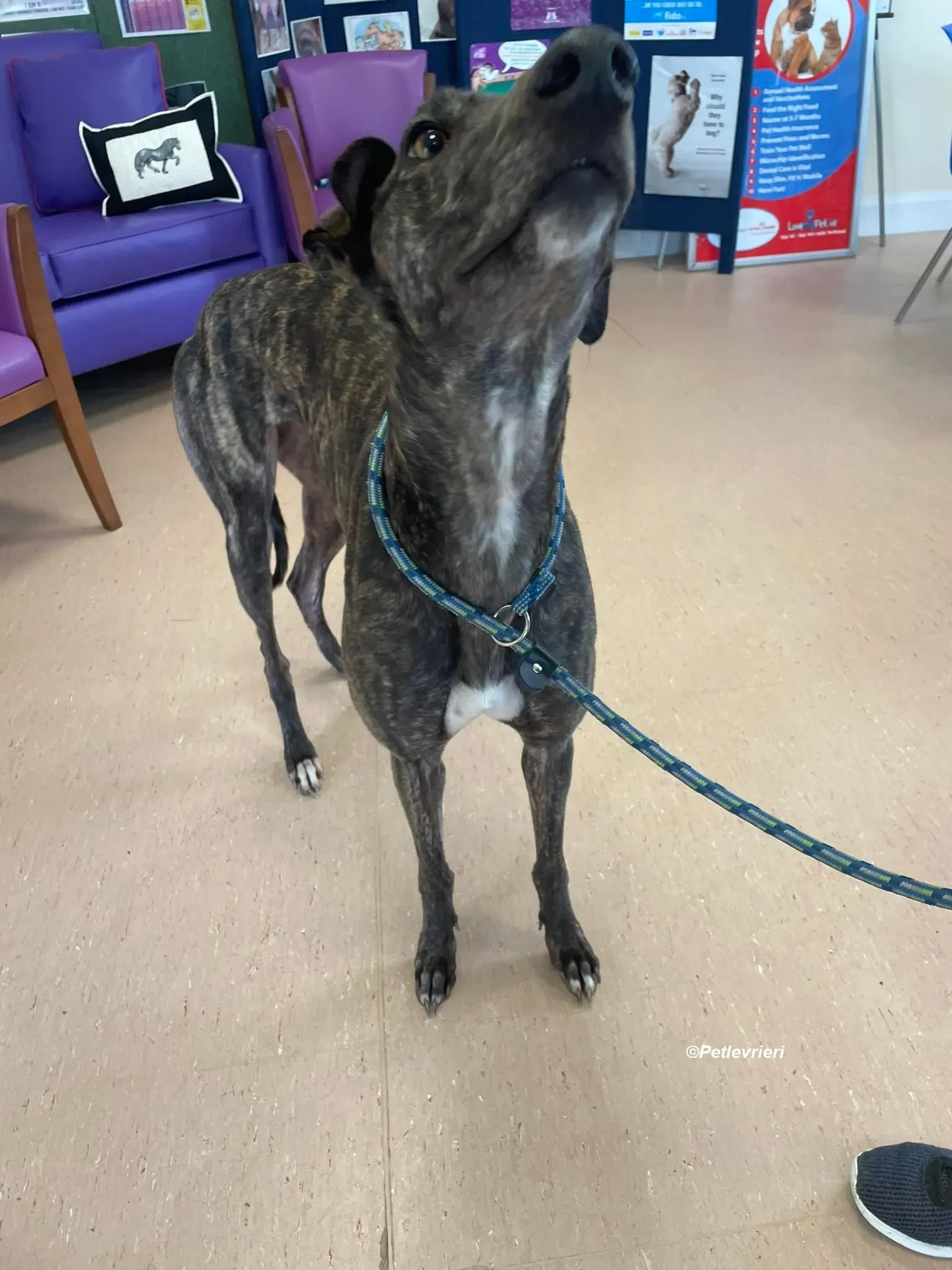 Rachel adozione levrieri greyhound 3