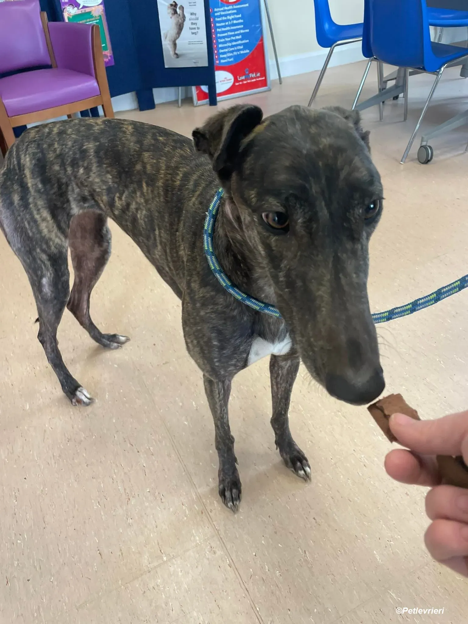 Rachel adozione levrieri greyhound 4