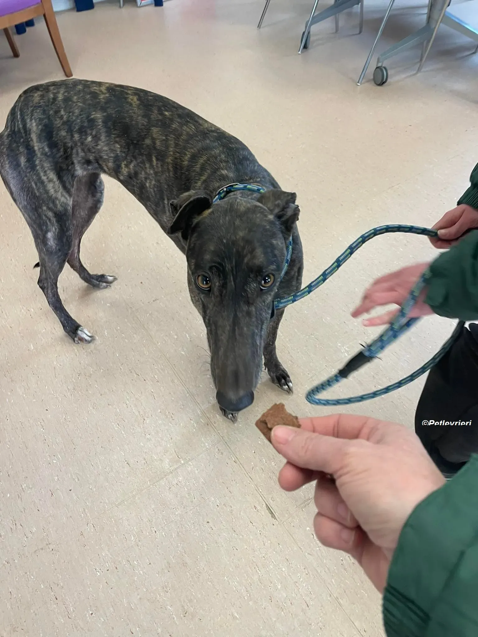 Rachel adozione levrieri greyhound 5