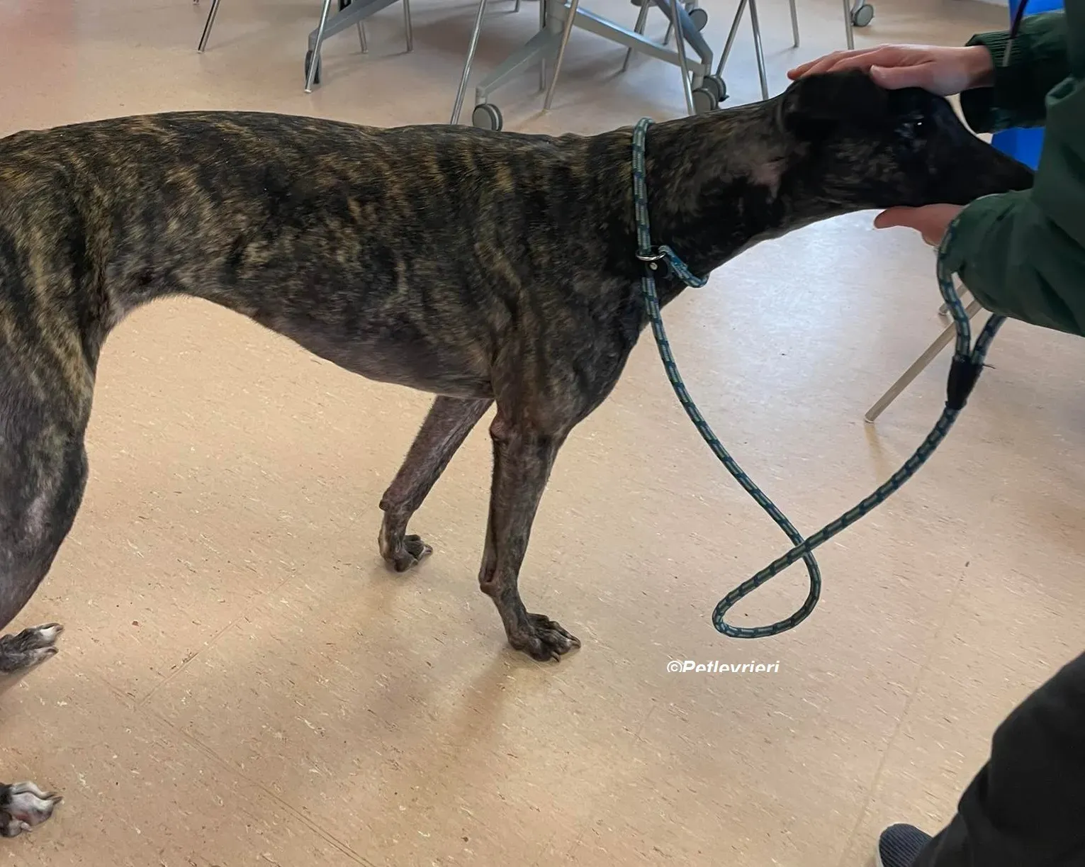 Rachel adozione levrieri greyhound 6