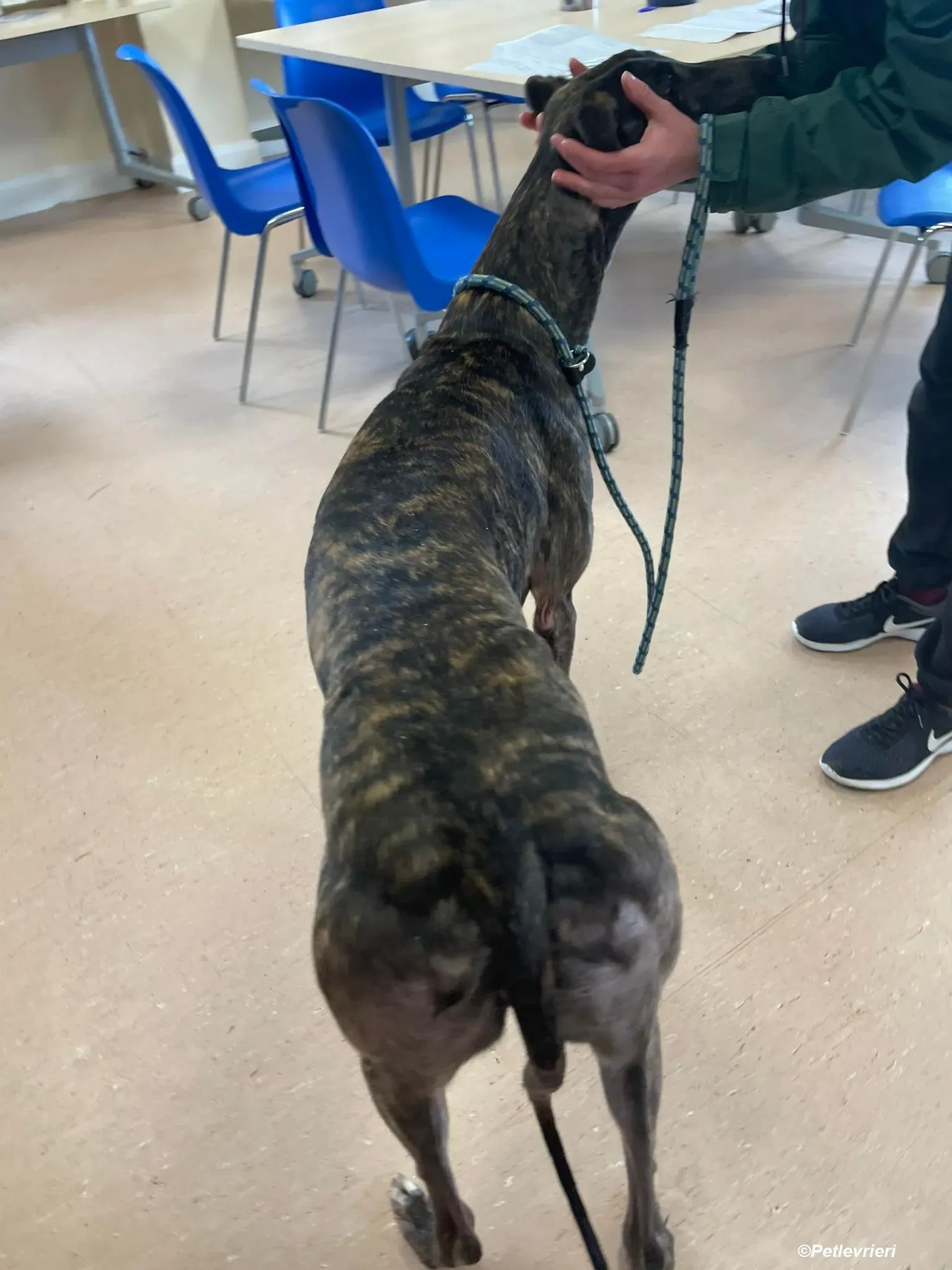 Rachel adozione levrieri greyhound 7