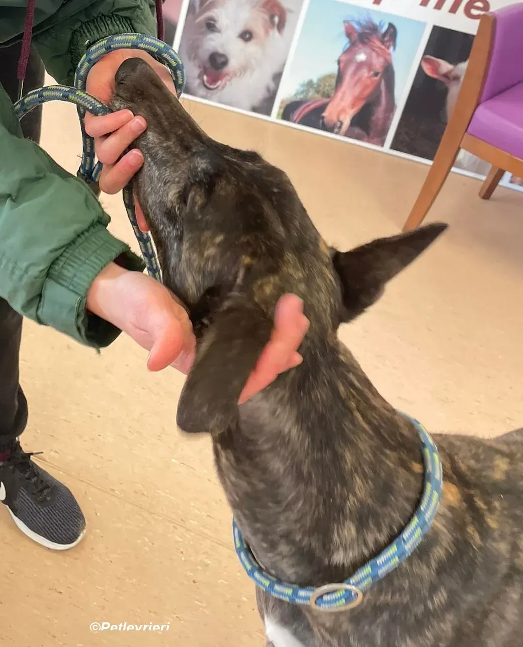 Rachel adozione levrieri greyhound 9