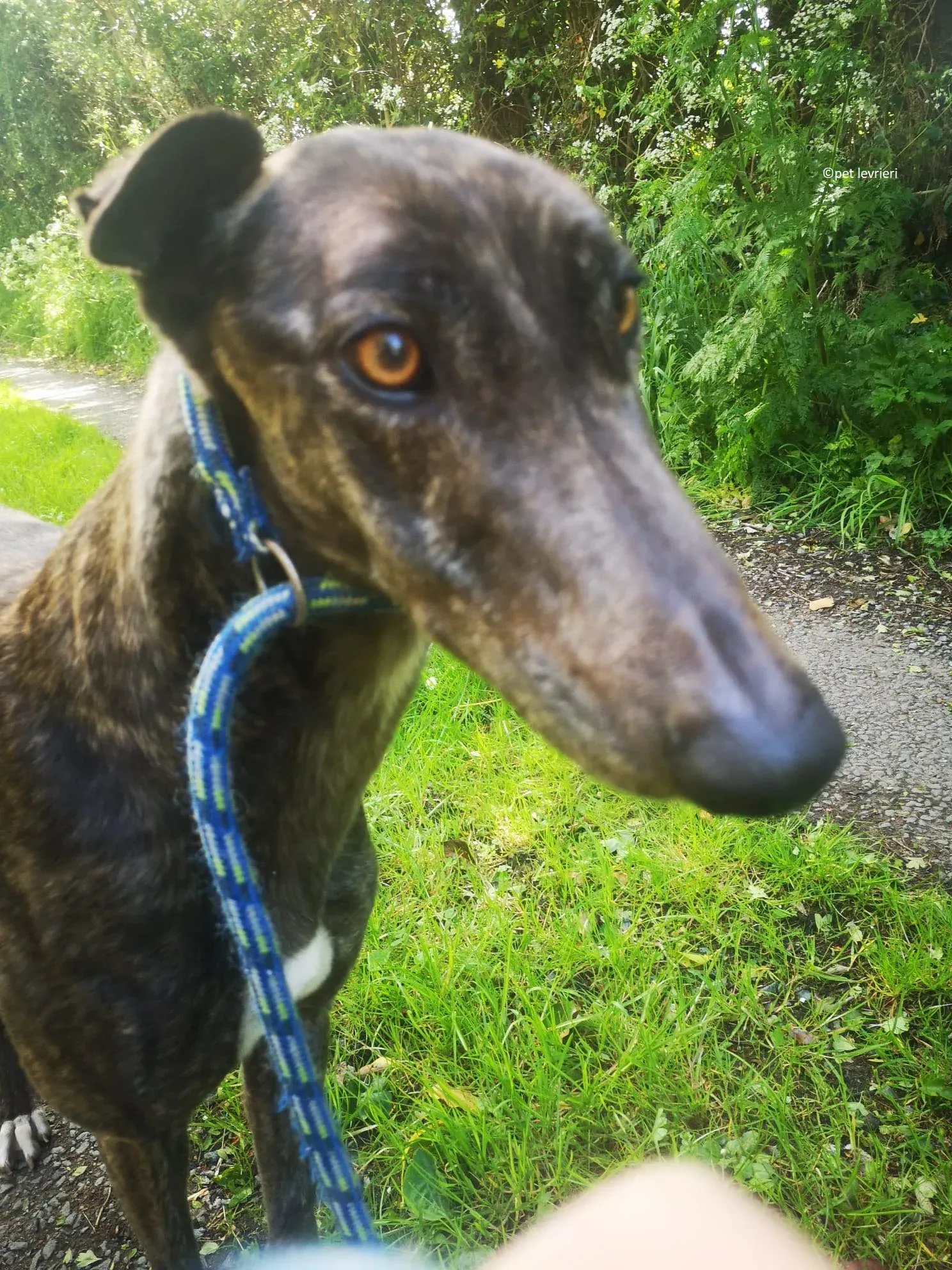 Rachel adozione levriero greyhound1