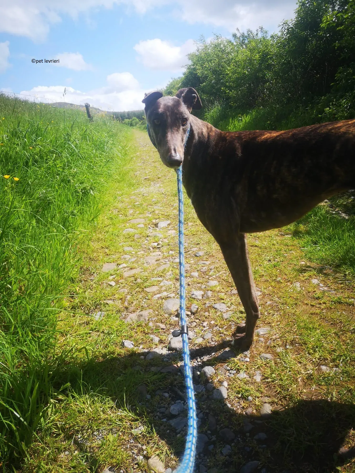 Rachel adozione levriero greyhound2