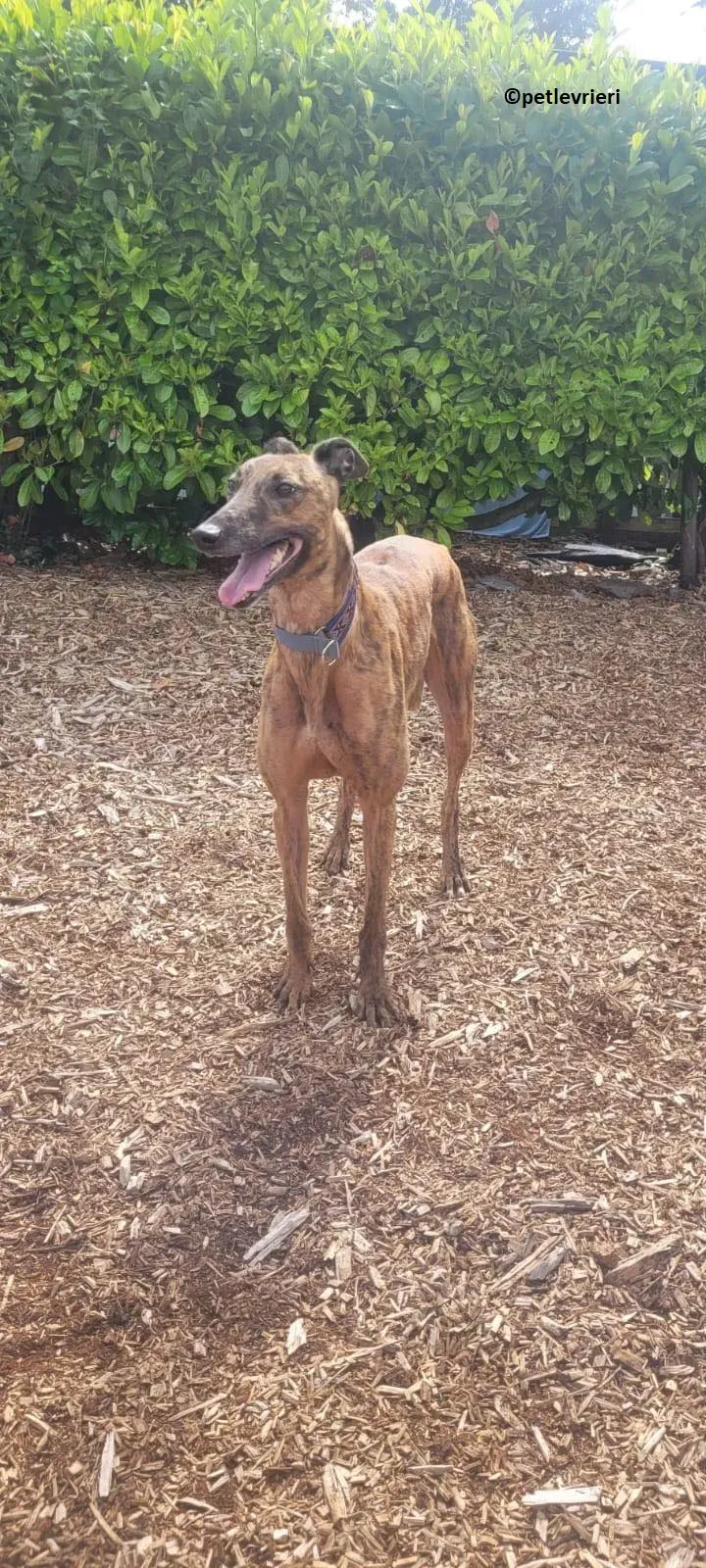 Raffle adozione levriero greyhound 1