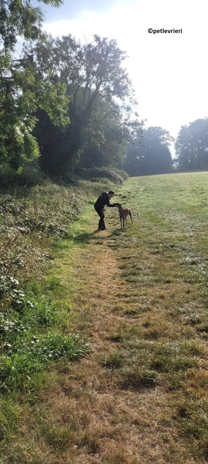 Raffle adozione levriero greyhound 2