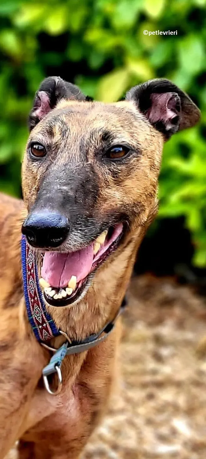 Raffle adozione levriero greyhound 3