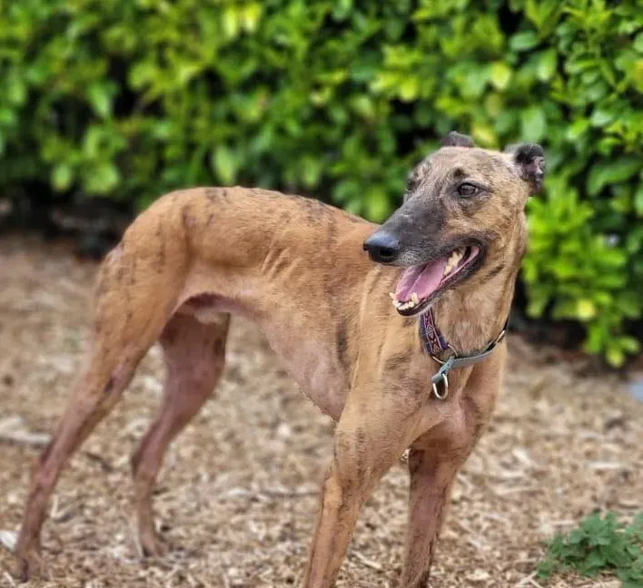 Raffle adozione levriero greyhound 4 e1662368858771